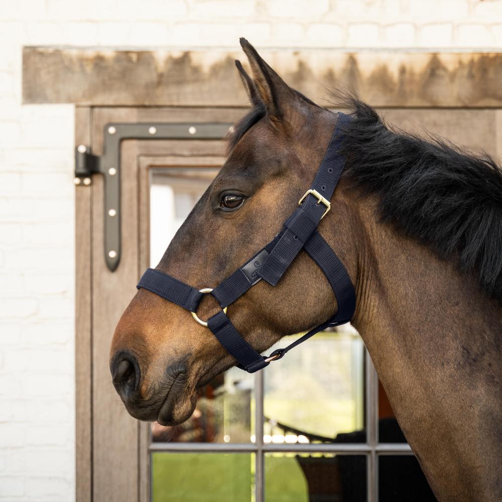 Heavy Duty Halter Navy Cob