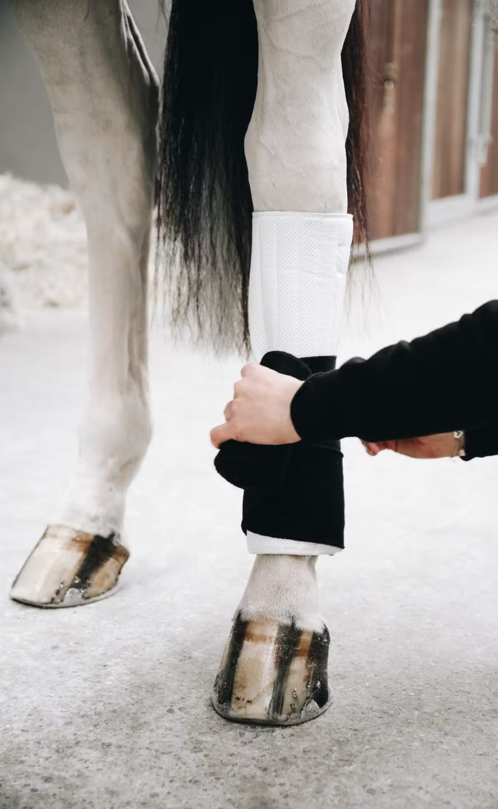 Kentucky Working Bandage Pad Absorb - Løwenborg - Kentucky Horsewear