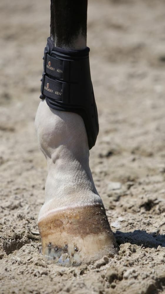 Kentucky Fetlock Boots Elastic - Løwenborg - Kentucky Horsewear