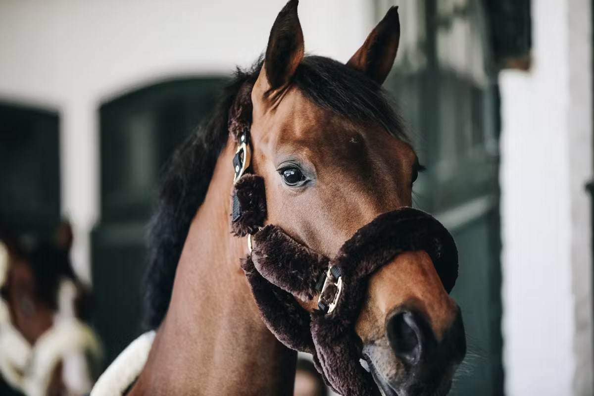 Kentucky Sheepskin Shipping Halter