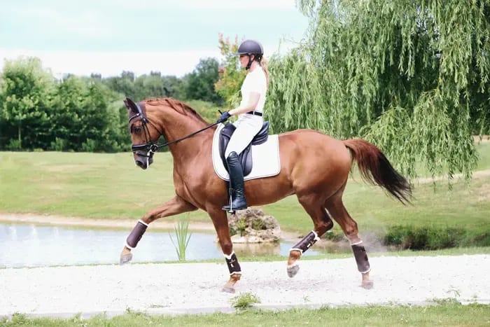 Kentucky Leather Turnout Boots Back - Løwenborg - Kentucky Horsewear