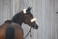 Kentucky Fly veil Soundless - Løwenborg - Kentucky Horsewear