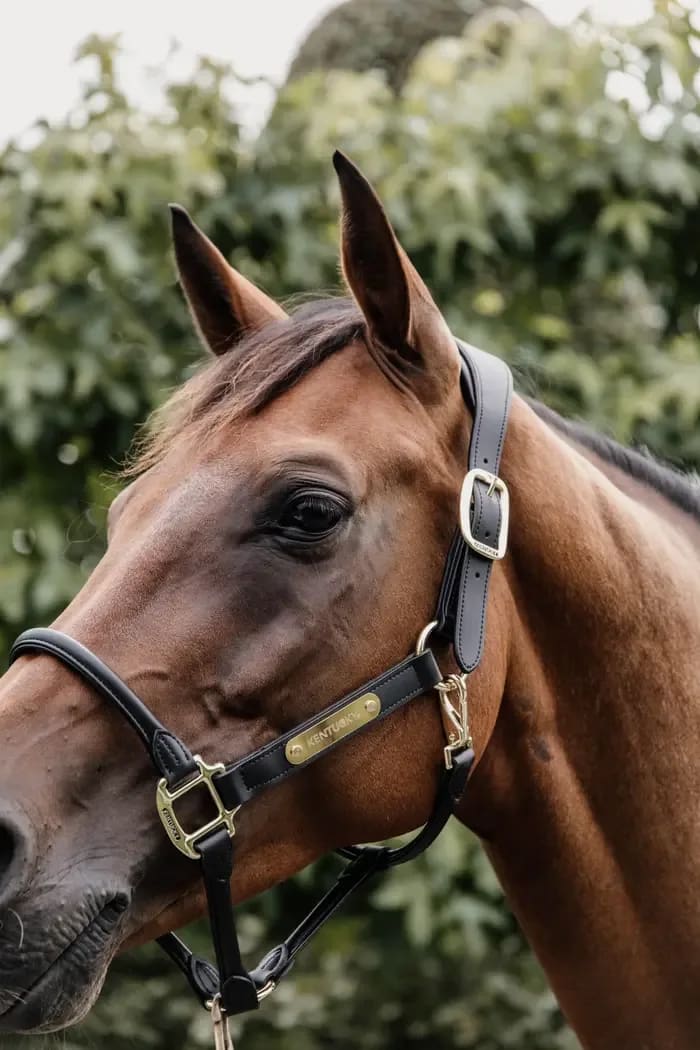 Kentucky Anatomic Leather Halter - Løwenborg - Kentucky Horsewear