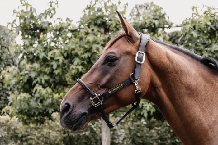 Kentucky Anatomic Leather Halter - Løwenborg - Kentucky Horsewear