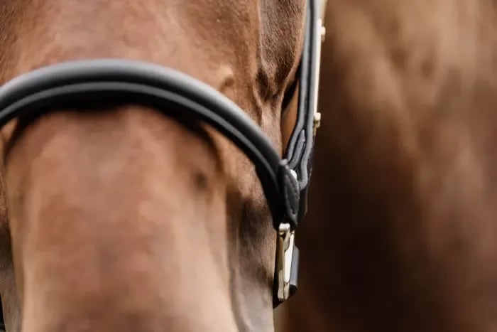 Kentucky Anatomic Leather Halter - Løwenborg - Kentucky Horsewear
