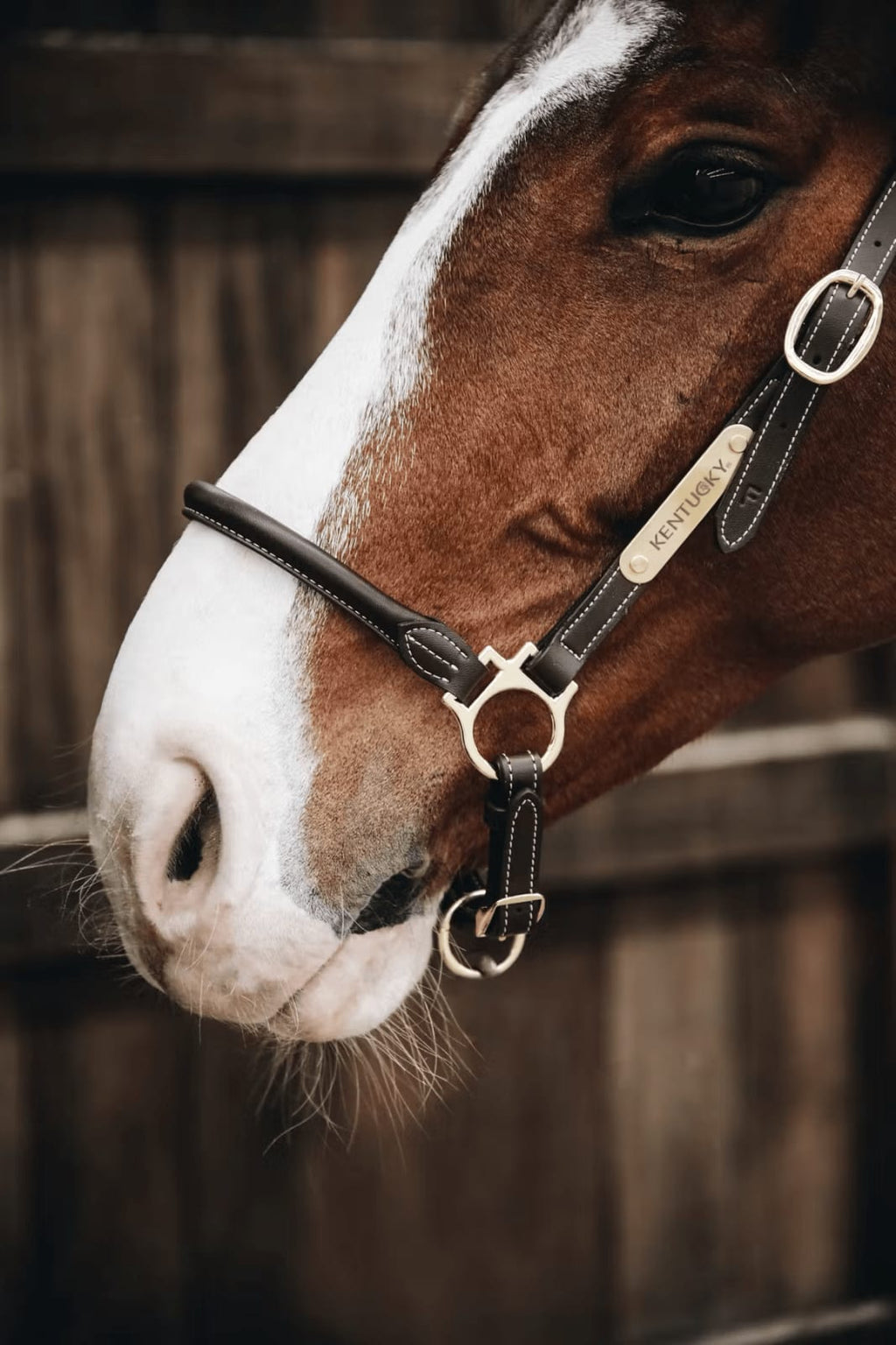 Kentucky Leather Grooming Halter - Løwenborg - Kentucky Horsewear