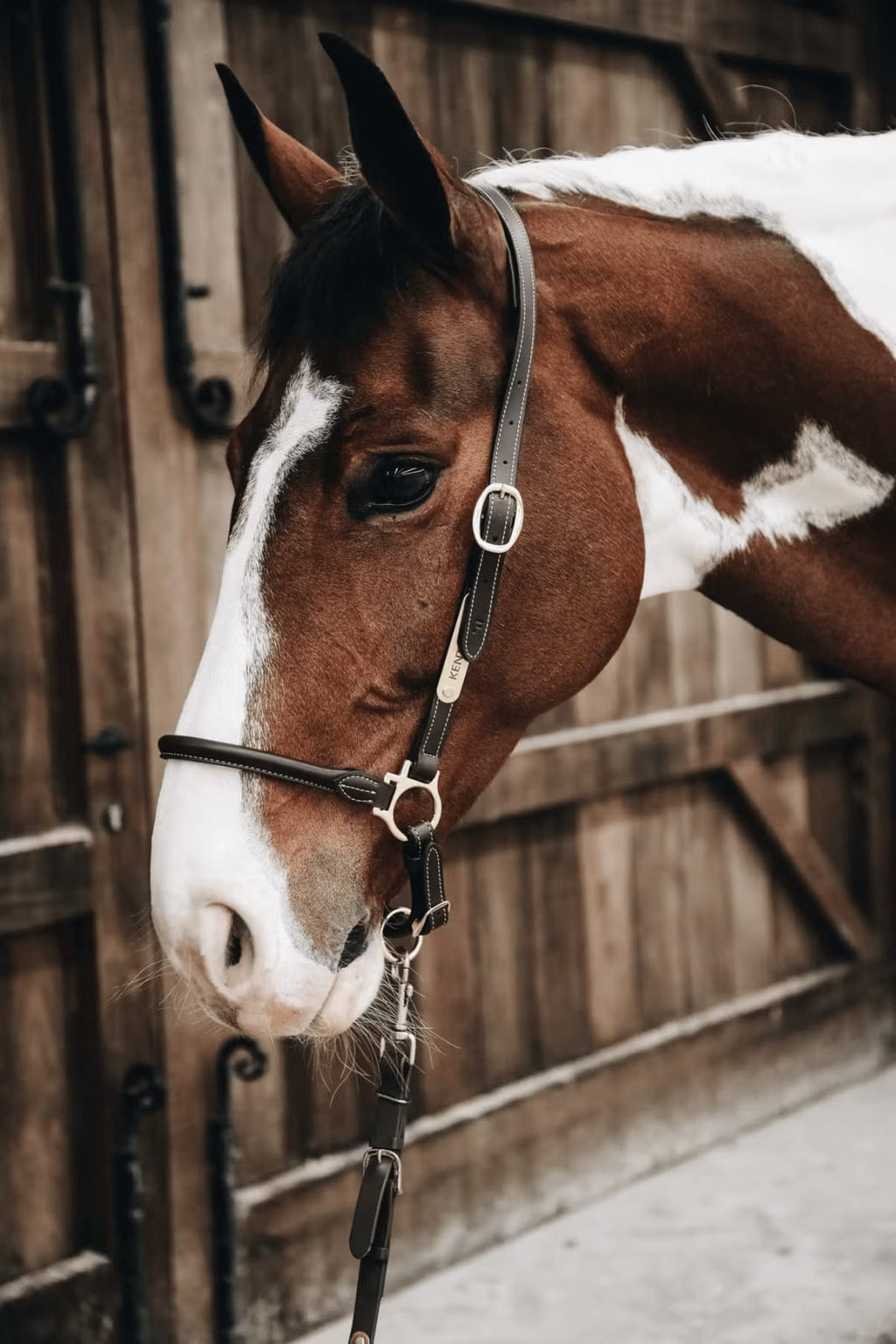 Kentucky Leather Grooming Halter - Løwenborg - Kentucky Horsewear