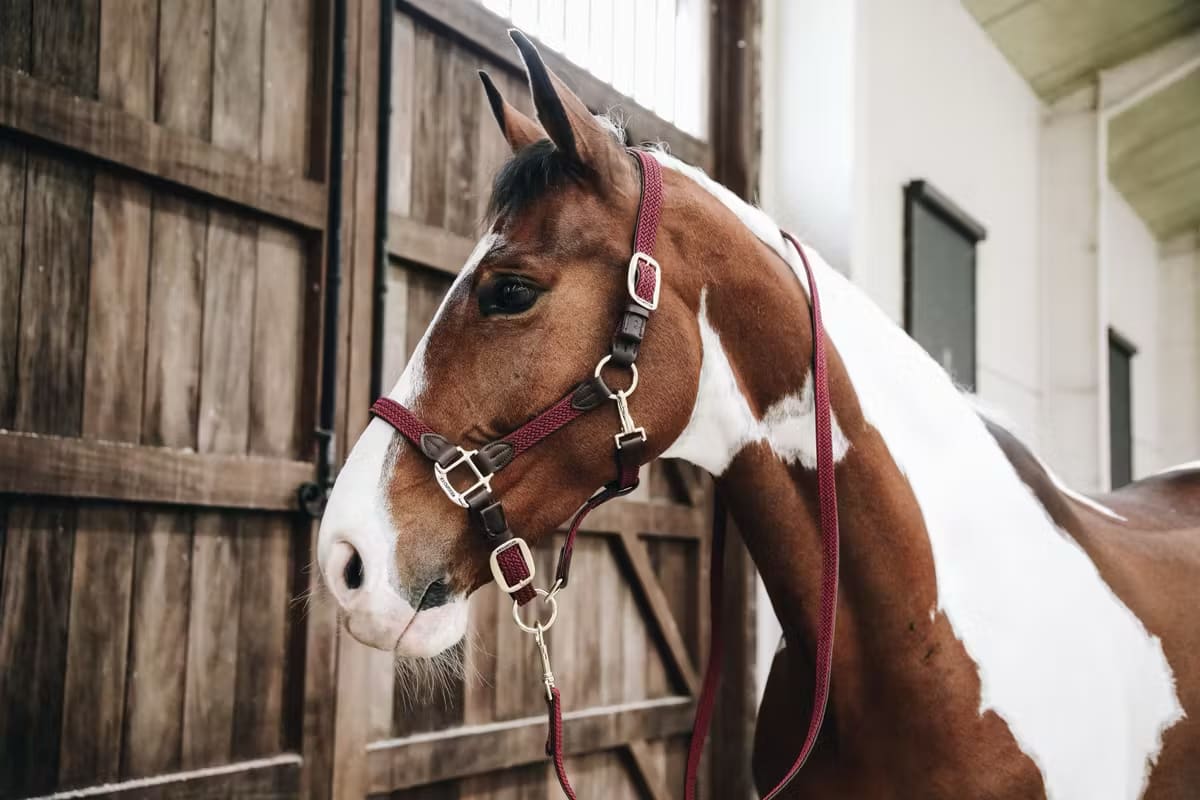 Kentucky Nylon Plaited Halter - Løwenborg - Kentucky Horsewear