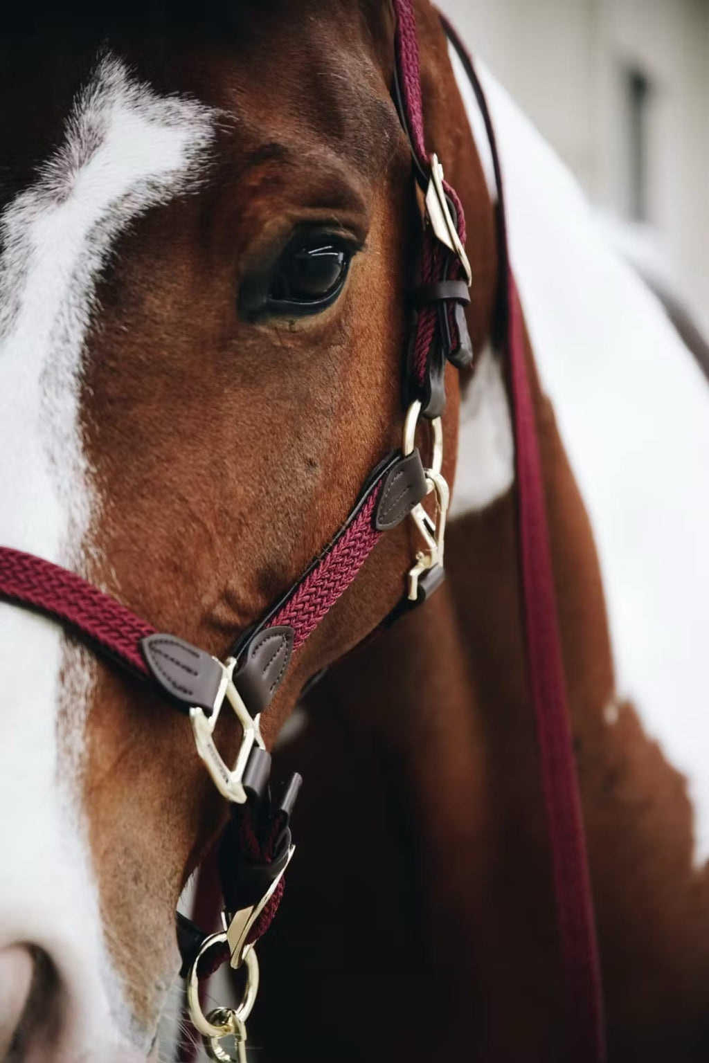 Kentucky Nylon Plaited Halter - Løwenborg - Kentucky Horsewear