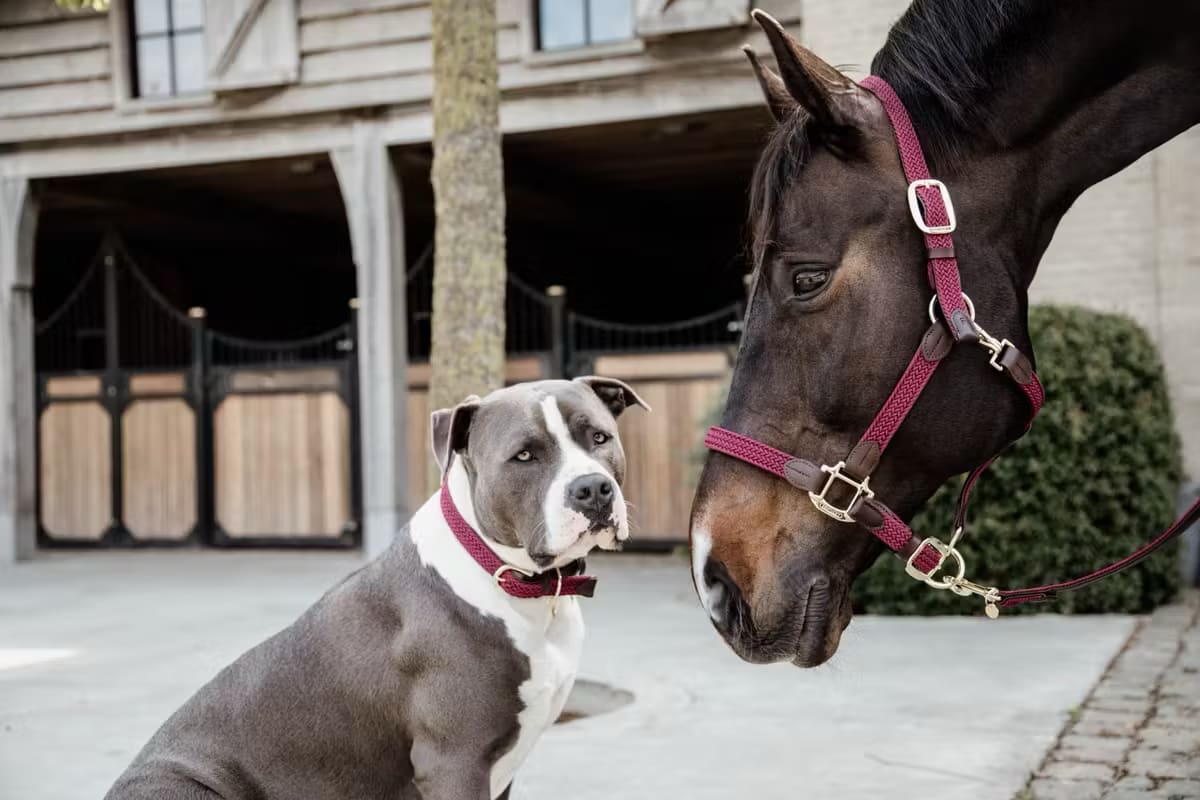 Kentucky Nylon Plaited Halter - Løwenborg - Kentucky Horsewear