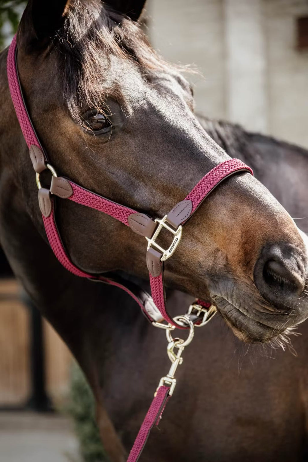 Kentucky Nylon Plaited Halter - Løwenborg - Kentucky Horsewear