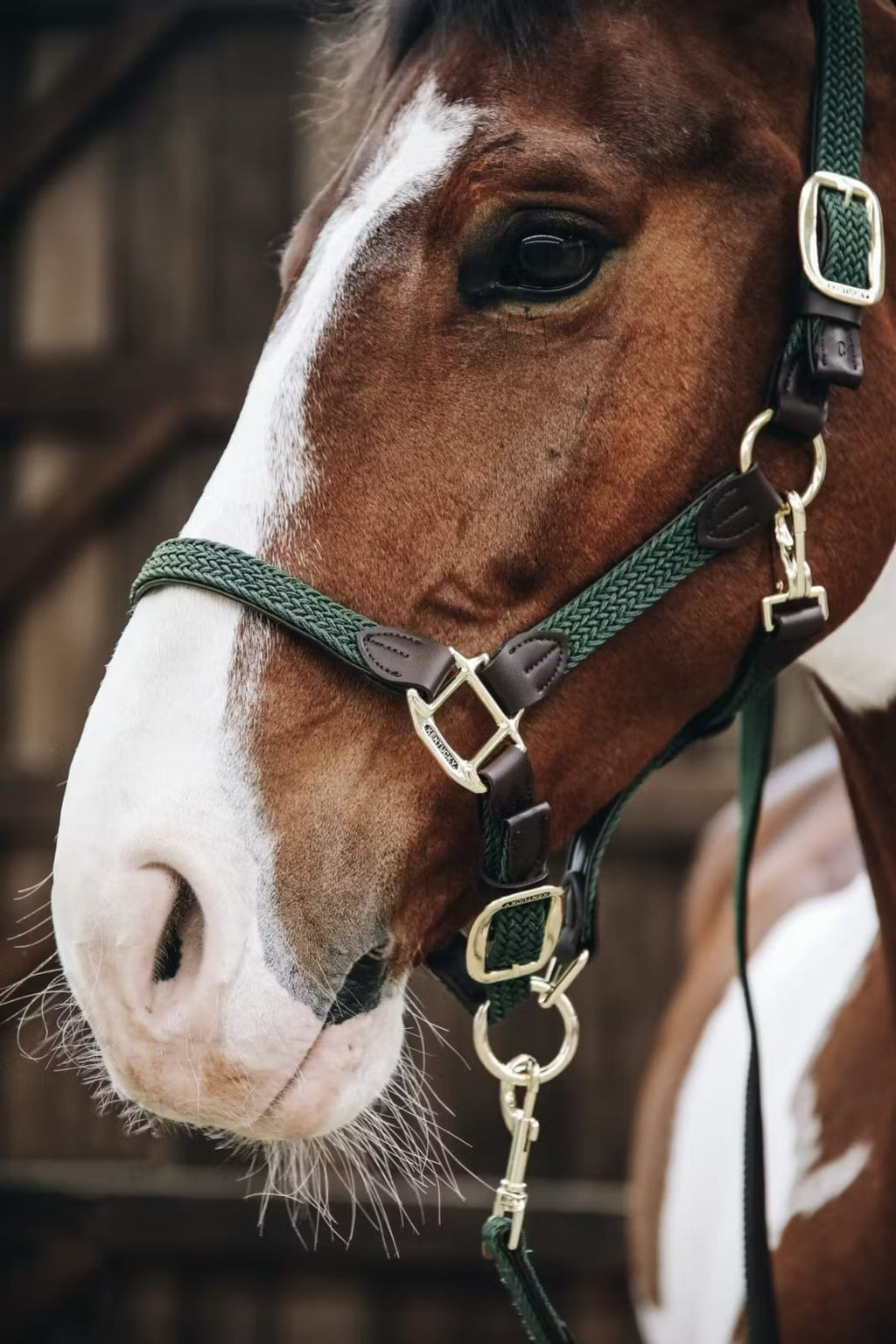 Kentucky Nylon Plaited Halter - Løwenborg - Kentucky Horsewear