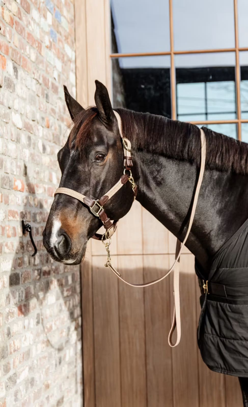 Kentucky Nylon Plaited Halter - Løwenborg - Kentucky Horsewear