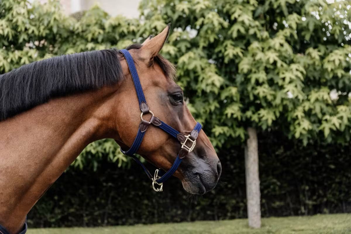 Kentucky Nylon Plaited Halter - Løwenborg - Kentucky Horsewear