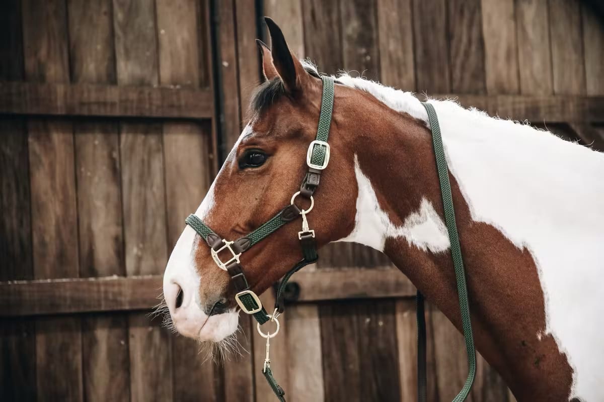 Kentucky Nylon Plaited Halter - Løwenborg - Kentucky Horsewear