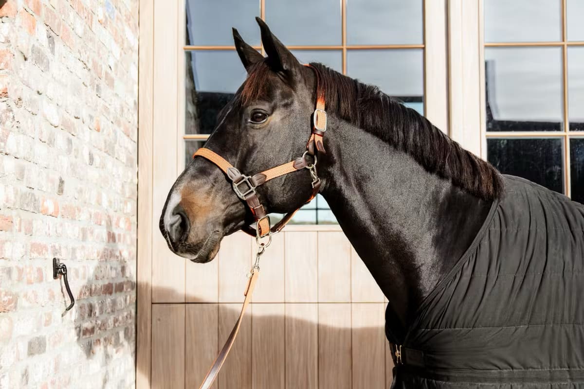 Kentucky Nylon Plaited Halter - Løwenborg - Kentucky Horsewear