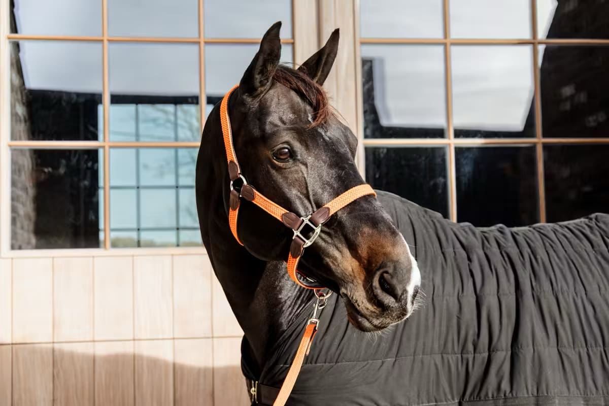 Kentucky Nylon Plaited Halter - Løwenborg - Kentucky Horsewear