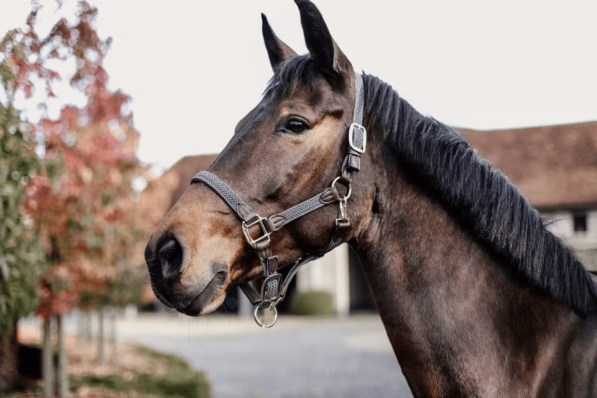 Kentucky Nylon Plaited Halter - Løwenborg - Kentucky Horsewear