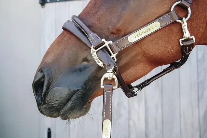 Kentucky Leather Covered Chain Lead - Løwenborg - Kentucky Horsewear