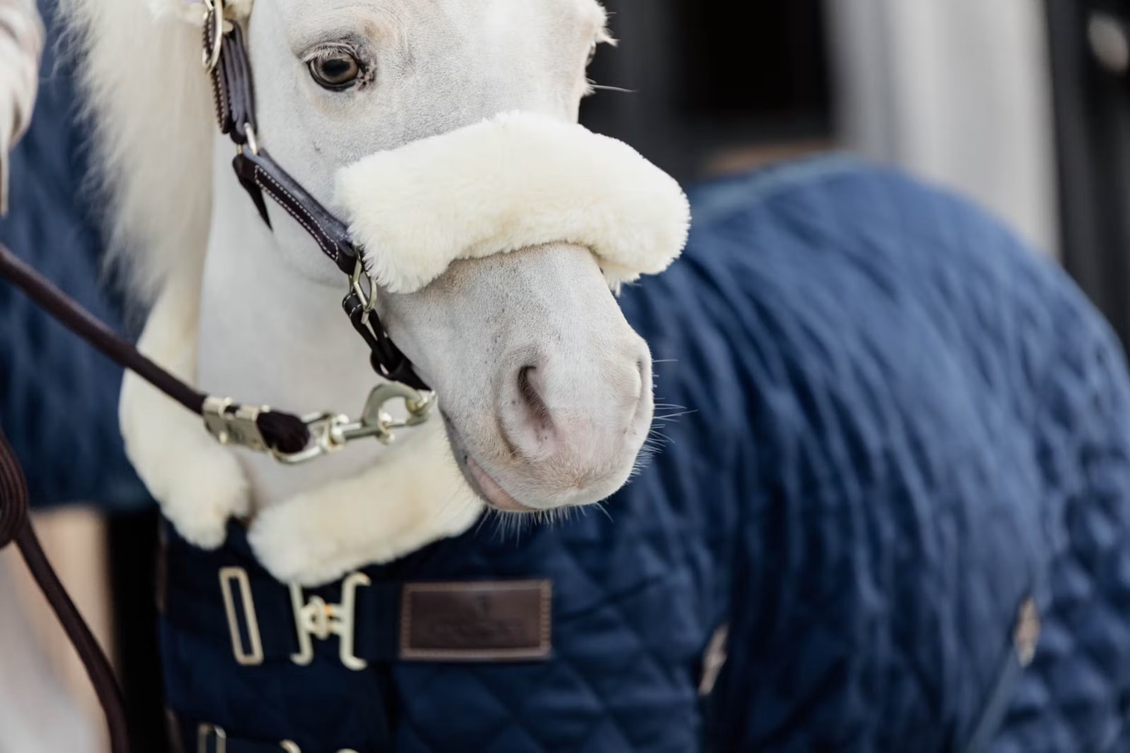 Kentucky Show Rug - Løwenborg - Kentucky Horsewear