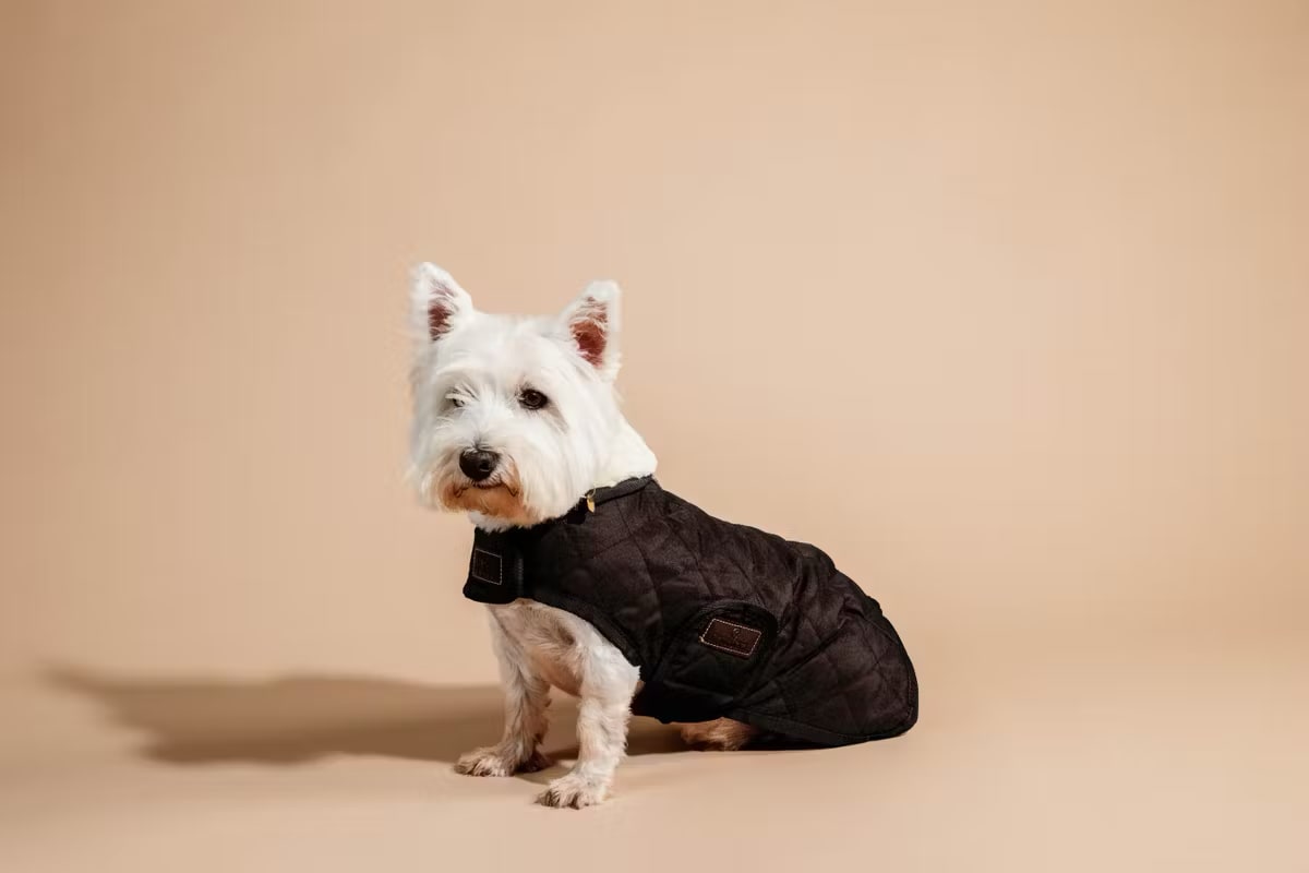 Kentucky Dog Coat Original - Løwenborg - Kentucky Dogwear