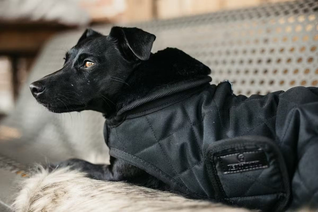 Kentucky Dog Coat Original - Løwenborg - Kentucky Dogwear