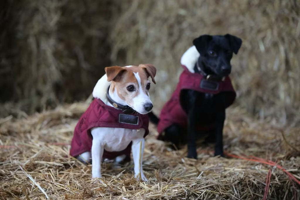 Kentucky Dog Coat Original - Løwenborg - Kentucky Dogwear