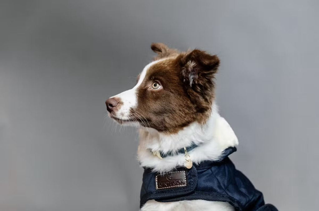 Kentucky Dog Coat Original - Løwenborg - Kentucky Dogwear