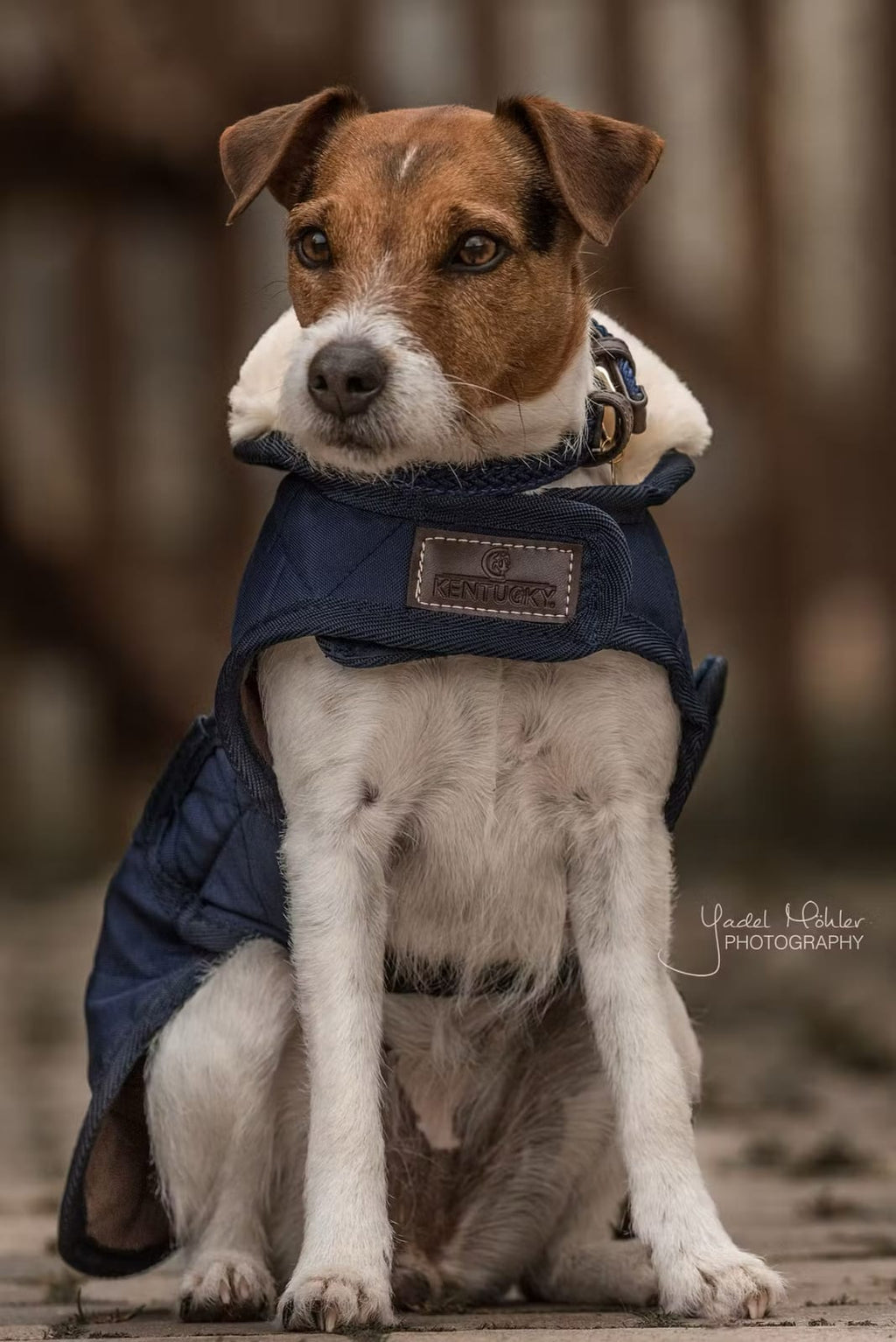 Kentucky Dog Coat Original - Løwenborg - Kentucky Dogwear