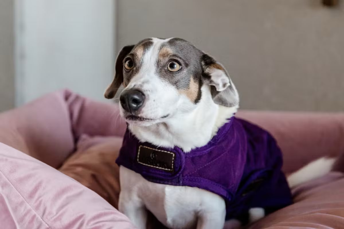 Kentucky Dog Coat Original - Løwenborg - Kentucky Dogwear