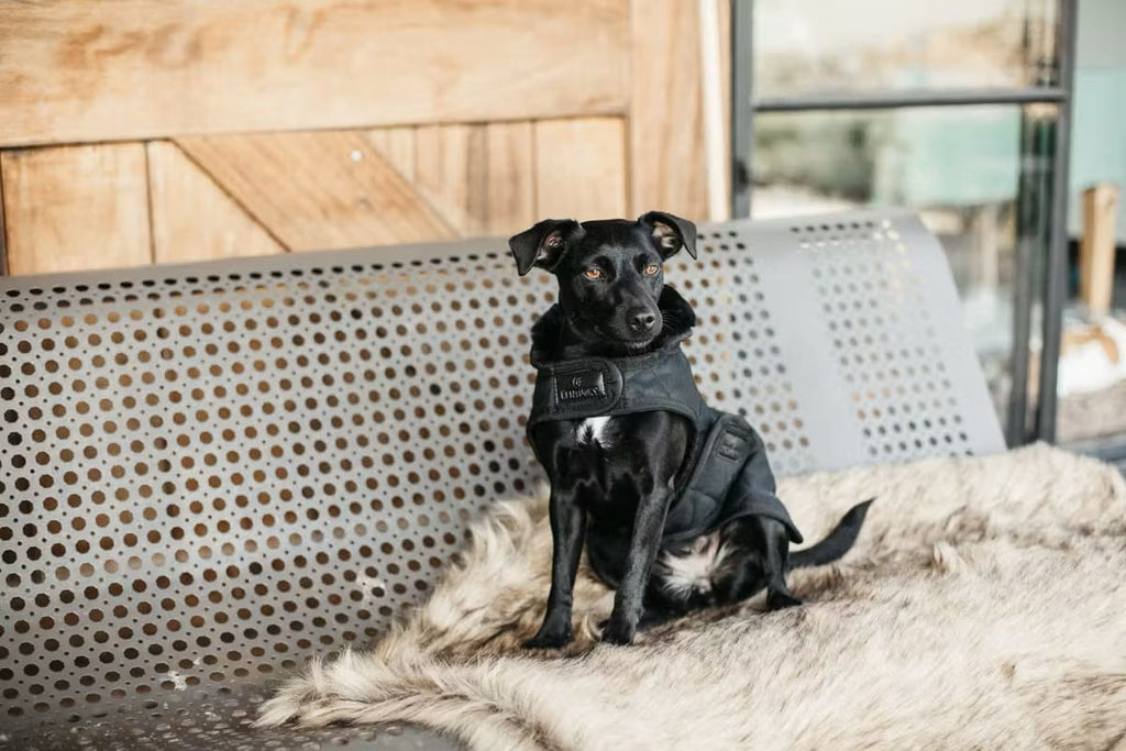 Kentucky Dog Coat Original - Løwenborg - Kentucky Dogwear