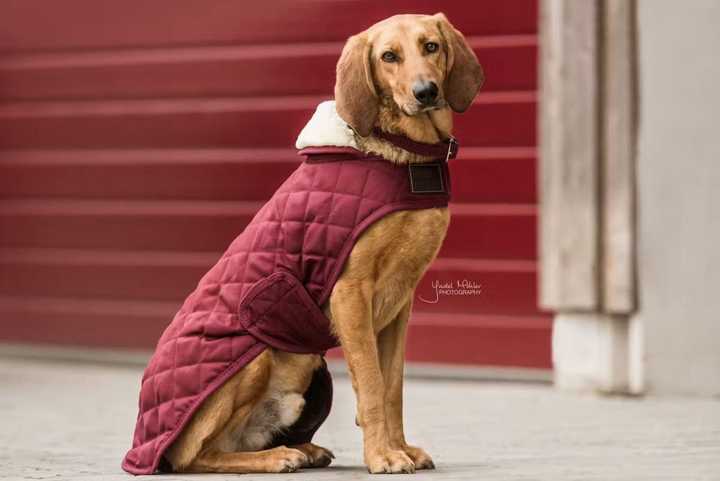 Kentucky Dog Coat Original - Løwenborg - Kentucky Dogwear