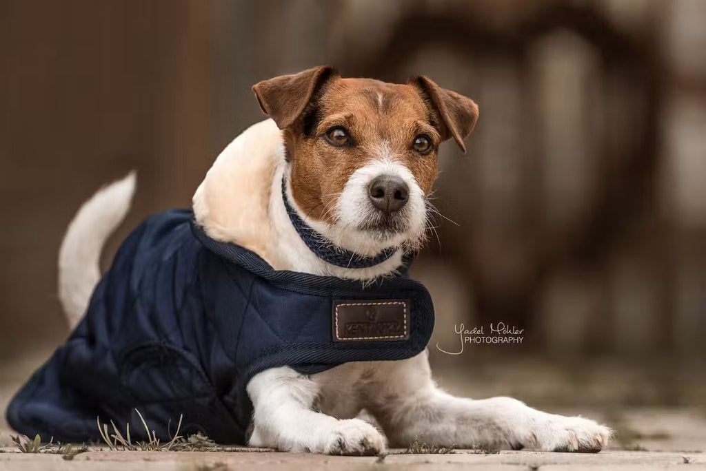 Kentucky Dog Coat Original - Løwenborg - Kentucky Dogwear