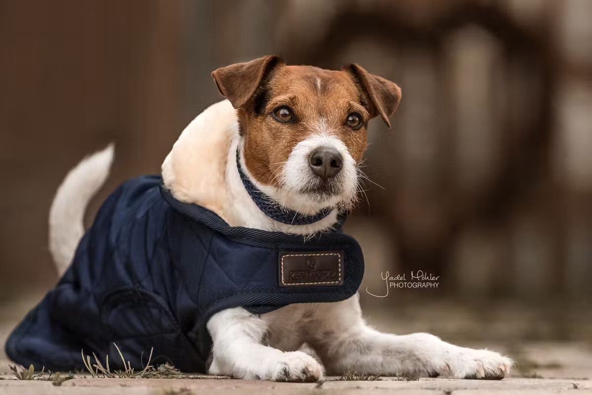 Kentucky Dog Coat Original - Løwenborg - Kentucky Dogwear
