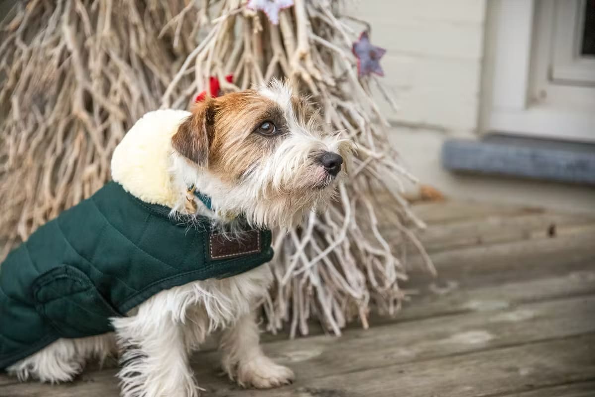 Kentucky Dog Coat Original - Løwenborg - Kentucky Dogwear