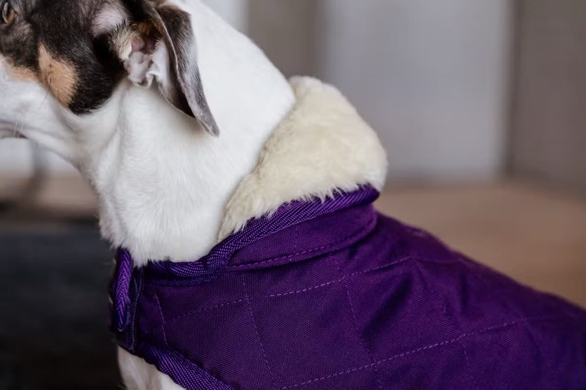 Kentucky Dog Coat Original - Løwenborg - Kentucky Dogwear