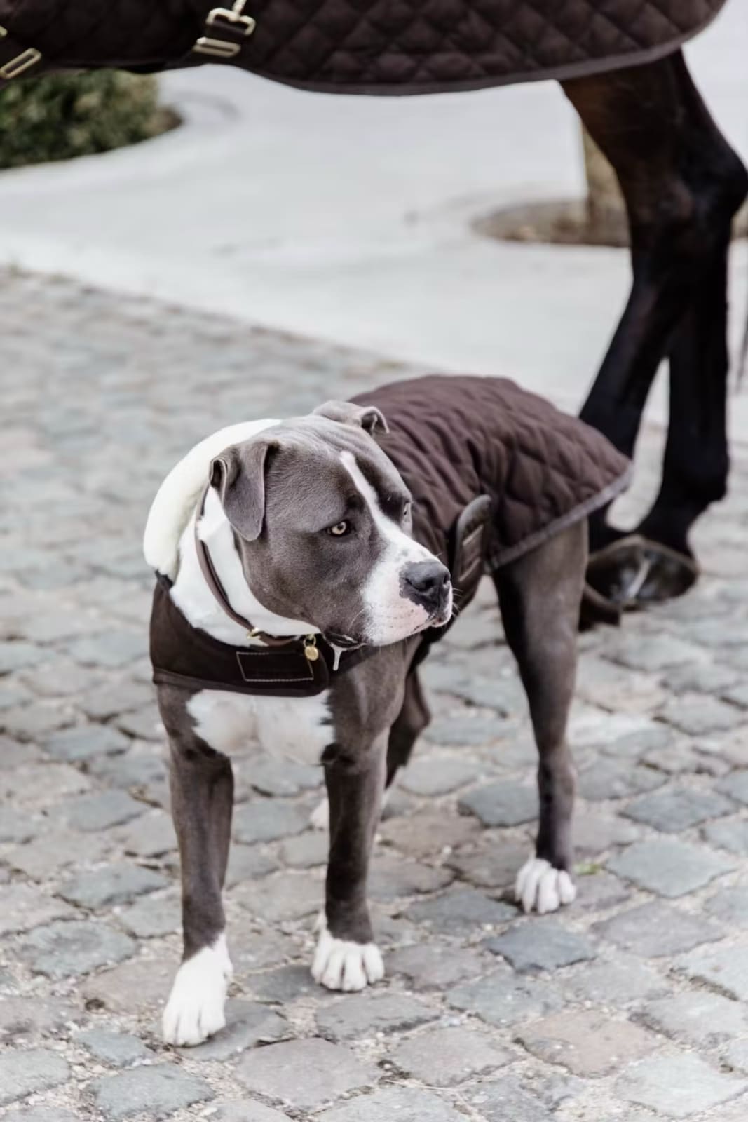 Kentucky Dog Coat Original - Løwenborg - Kentucky Dogwear