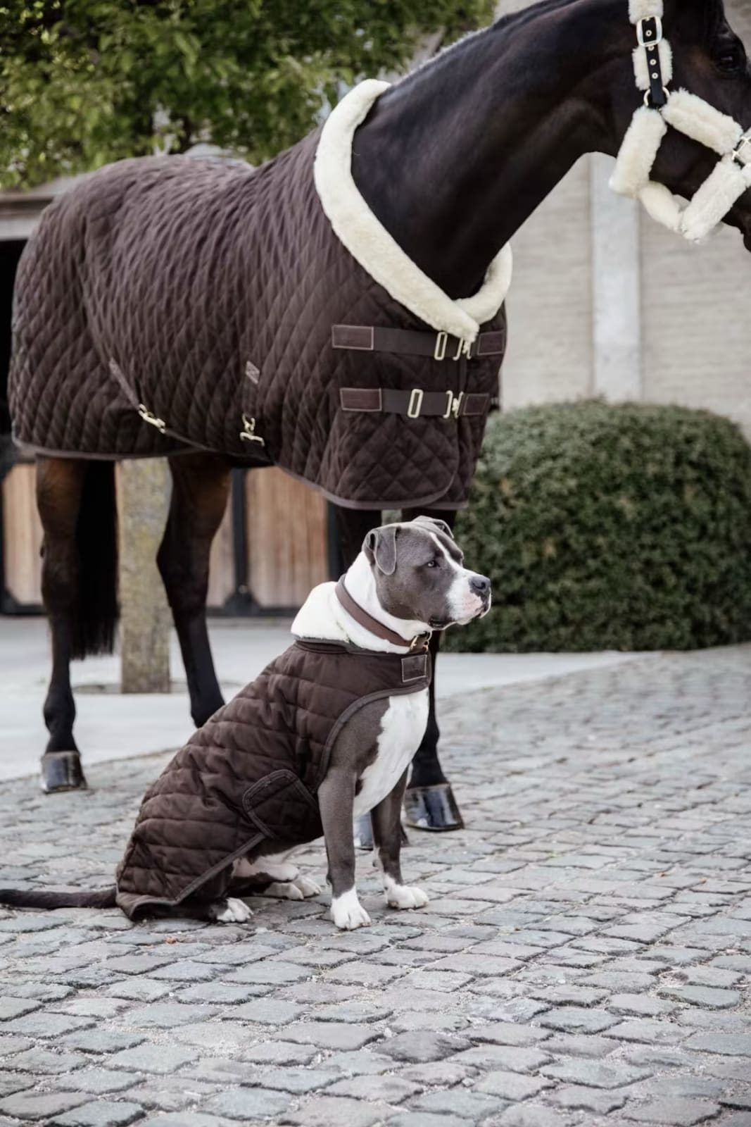Kentucky Dog Coat Original - Løwenborg - Kentucky Dogwear