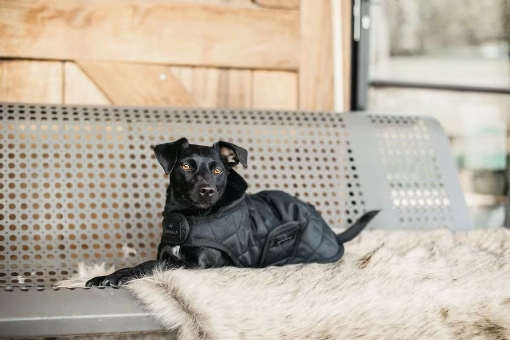 Kentucky Dog Coat Original - Løwenborg - Kentucky Dogwear