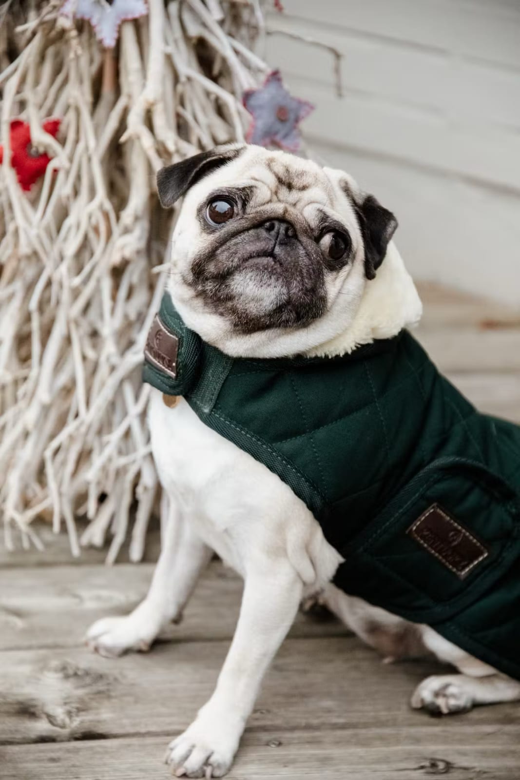Kentucky Dog Coat Original - Løwenborg - Kentucky Dogwear