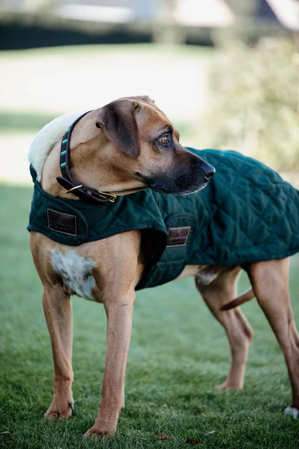 Kentucky Dog Coat Original - Løwenborg - Kentucky Dogwear
