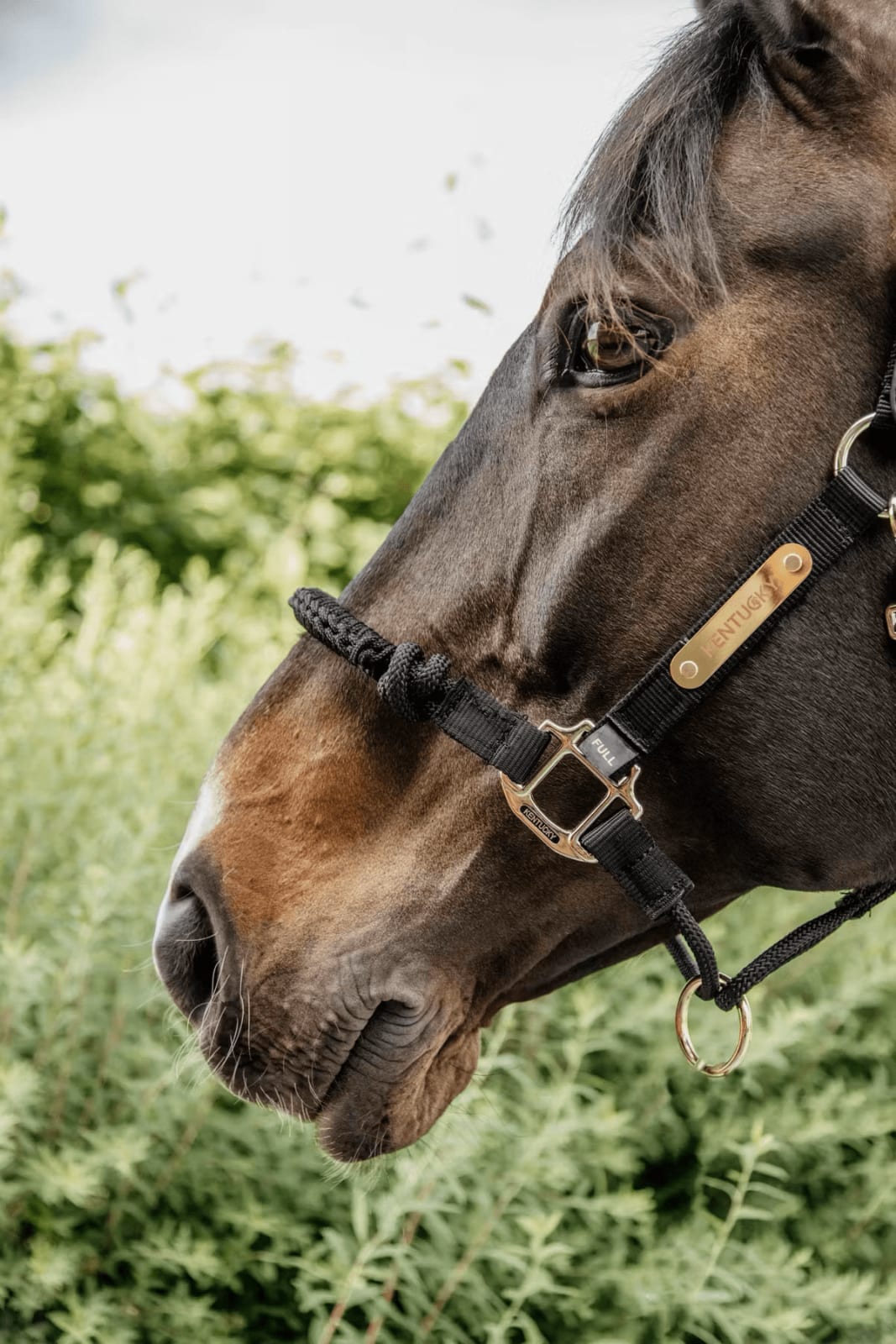 Kentucky Control Halter Nylon - Løwenborg - Kentucky Horsewear