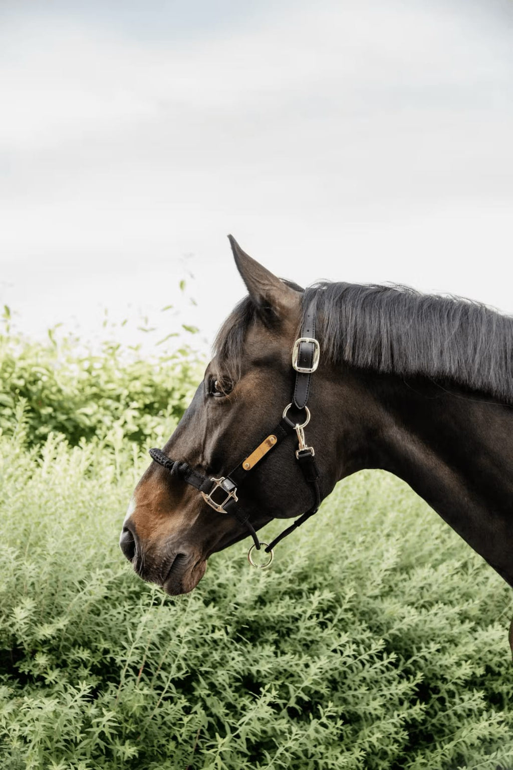 Kentucky Control Halter Nylon - Løwenborg - Kentucky Horsewear