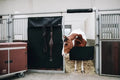 Kentucky Stable Guard - Løwenborg - Kentucky Horsewear