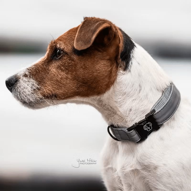 Kentucky Dog Collar Reflective - Løwenborg - Kentucky Dogwear