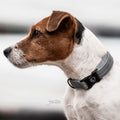 Kentucky Dog Collar Reflective - Løwenborg - Kentucky Dogwear