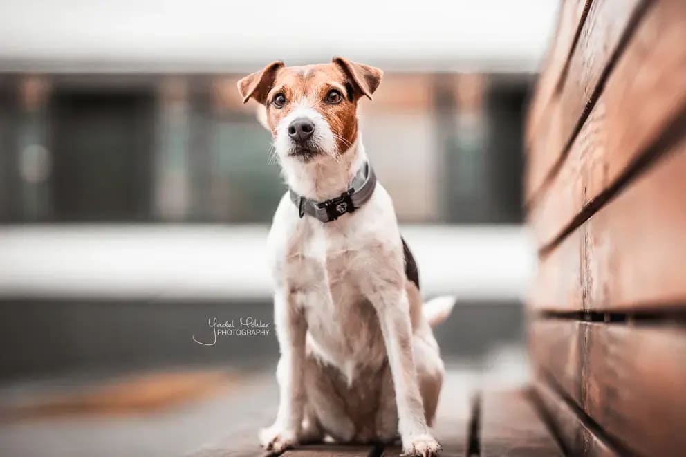 Kentucky Dog Collar Reflective - Løwenborg - Kentucky Dogwear