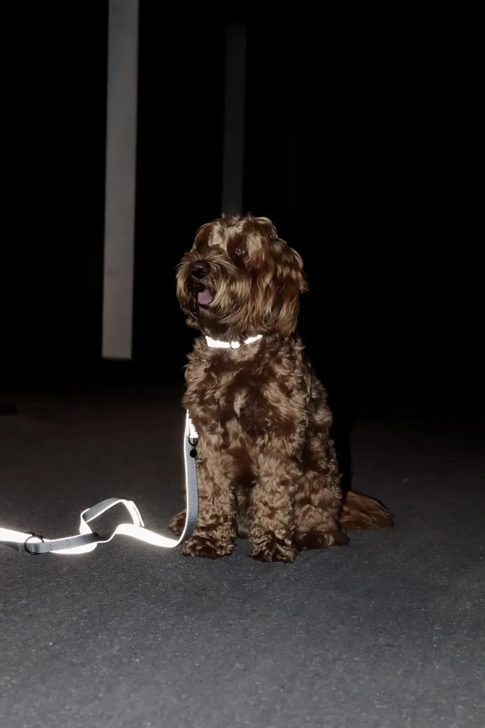 Kentucky Dog Collar Reflective - Løwenborg - Kentucky Dogwear