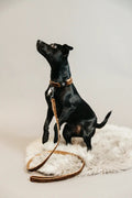 Kentucky Dog Lead Leopard - Løwenborg - Kentucky Dogwear