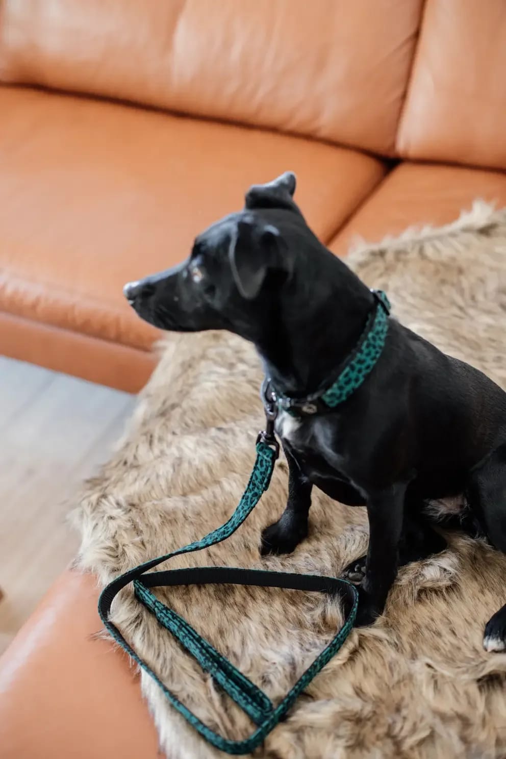 Kentucky Dog Lead Leopard - Løwenborg - Kentucky Dogwear
